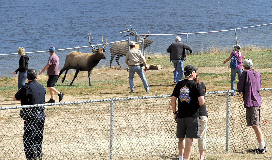 Elk Viewing